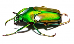 Coelorrhina aurata