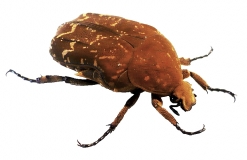 Protaetia culta culta