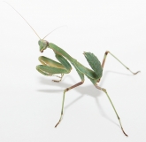 Sphodromantis lineola