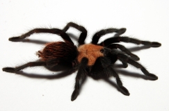 Brachypelma albiceps m