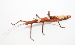 Lamponius guerini Jungtiere
