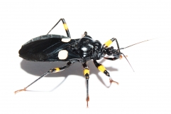 Platymeris biguttatus