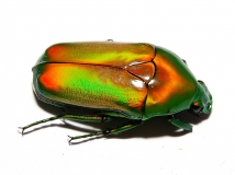 Chlorocala africana camerunica