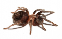 Tliltocatl/Brachypelma schroederi m
