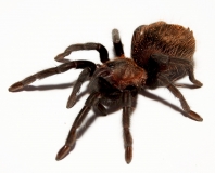 Tliltocatl verdezi/Brachypelma verdezi m