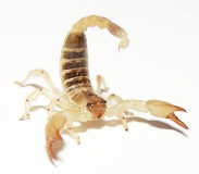 Scorpio maurus