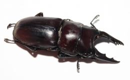 Prosopocoilus senegalensis Paar