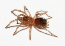 Brachypelma kahlenbergi s
