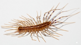 Scutigera coleoptrata - Spinnenläufer