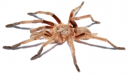 Chilobrachys huahini L