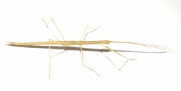 Sipyloidea sipylus
