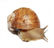 Cornu aspersum