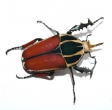 Mecynorrhina torquata ugandensis FARBMORPHE Larve
