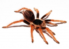 Megaphobema robustum m
