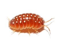 Armadillidium klugii MONTENEGRO