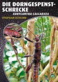 Die Dorngespenstschrecke Eurycantha calcarata