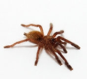 Pterinochilus murinus RCF s/m