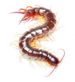 Scolopendra dehaani VIETNAM YELLOW LEG XL