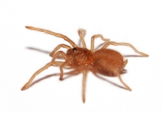 Hysterocrates gigas m