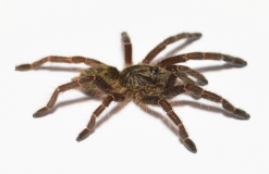 Pterinochilus chordatus LCF m