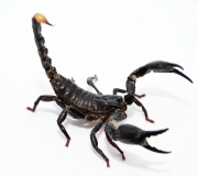 Heterometrus longimanus