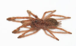Stromatopelma calceatum s