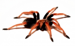 Brachypelma boehmei L