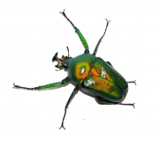 Dicronorhina derbyana oberthuri