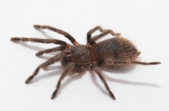Pterinopelma sazimai m