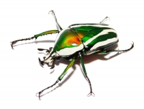 Dicronorhina derbyana derbyana (layardi)