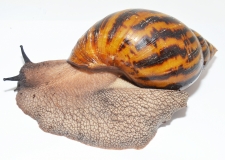 Achatina achatina XL
