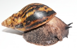 Achatina achatina L