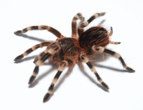 Acanthoscurria geniculata m