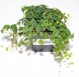Ficus spec. COLOMBIA