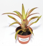 Tillandsia var. MORA
