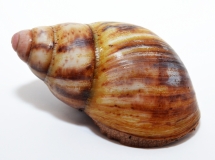 Archachatina marginata candefacta L