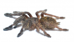 Pterinochilus murinus TCF m
