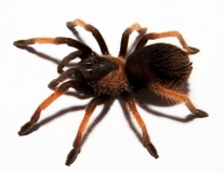 Brachypelma emilia s/m