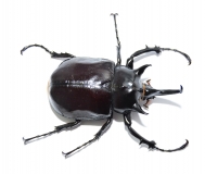 Megasoma mars
