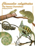 Chamaeleo calyptratus - The Yemen Chameleon