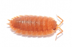 Porcellio scaber SUPERORANGE