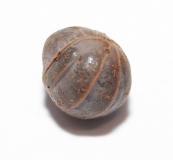 Armadillidium officinalis