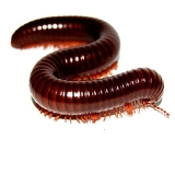 Ophistreptus guineensis