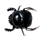 Scarabeus sacer