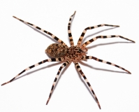 Viridasius sp. f. sylvestris m
