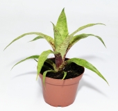 Vriesea ospinae