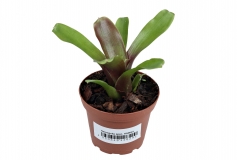 Neoregelia spec. HAWAII
