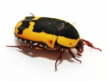Pachnoda flaviventris