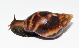 Achatina fulica ex. Kamerun