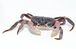 Gecarcoidea lalandii